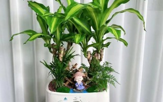 室内绿植养护（室内绿植养护工作管理）