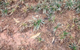 草本植物病虫危害防治知识（草本植物病虫危害防治知识点总结）