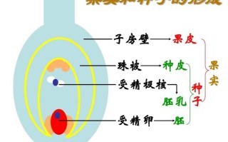 变异生物与变异植物的关系（变异生物与变异植物的关系图）