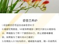 白兰花植物养护知识（白兰花养殖方法及修剪）