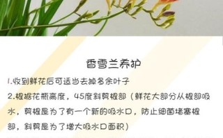 白兰花植物养护知识（白兰花养殖方法及修剪）