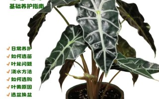 海芋类植物养护知识（海芋 植物）