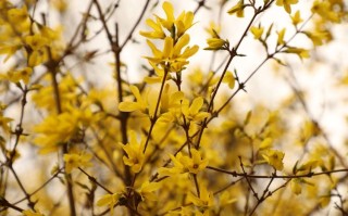 春季花草植物小知识（春季花草植物小知识图片）