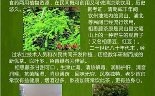 茶用植物科普知识（茶的植物学学名）