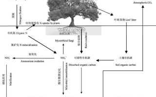 不同植物与土壤反馈的关系（不同土壤对植物的生长有什么影响三年级上册科学）