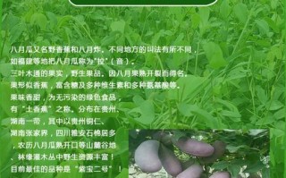 八月瓜植物科普知识（八月瓜水果百度百科）