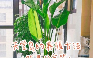 东北天堂鸟绿植怎么养护（天堂鸟冬季养殖）