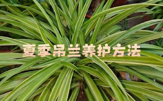 吊兰夏天植物养护知识（吊兰花夏天要怎么养护）