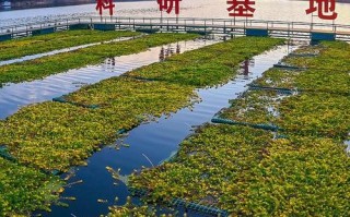 氮磷与沉水植物的相互关系（沉水植物吸收氮磷）