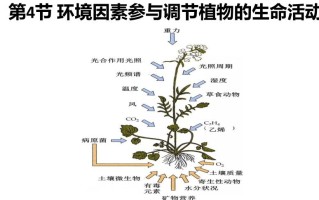 草地植物与自然生态的关系（草地植物与自然生态的关系图）