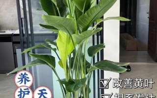 东北绿植天堂鸟怎么养护（天堂鸟绿植养护方法）