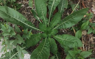 草药植物知识百科大全粤语（粤语歇后语 生草药）