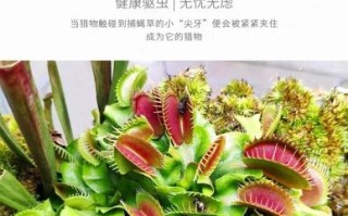 捕虫植物百科知识（捕虫植物百科知识大全）