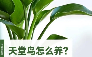 常见植物室内养护知识（室内 植物）