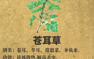 白芷植物百科知识大全（百度百科白芷的功效）