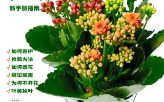 冬季植物养护知识大全（冬天植物怎么养护防寒）