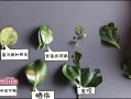 病虫与植物的关系（病虫与植物的关系图）