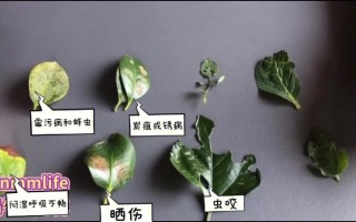 病虫与植物的关系（病虫与植物的关系图）