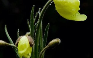 草原植物知识（草原植物图片及名称）