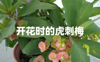 东北露台绿植怎么养护（东北露台绿植怎么养护的）