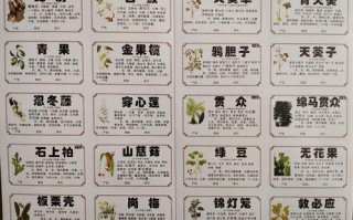 草药植物名称知识百科大全（草药植物大全名字和图片大全集）