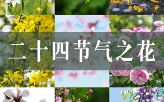 24季气与植物的关系（24季气与植物的关系是什么）