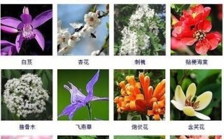 冬瓜观音绿植怎么养护和管理（冬瓜花的功效与作用及食用方法）