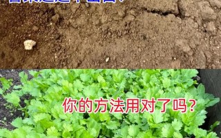 香菜怎么种植容易发芽（香菜怎么种才能出苗快）