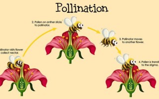 捕食者与植物传粉的关系（捕食关系是动物之间的吗）