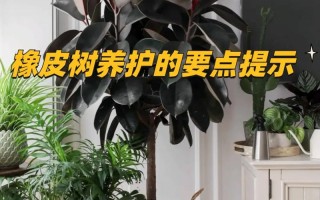 冬天绿色植物养护知识大全（冬天绿植的养护）