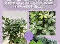 发财树植物养护知识（发财树的养护及注意事项）