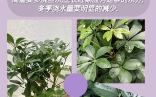 发财树植物养护知识（发财树的养护及注意事项）