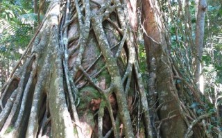 被附生植物与绞杀植物的关系（被附生植物与绞杀植物的关系图）