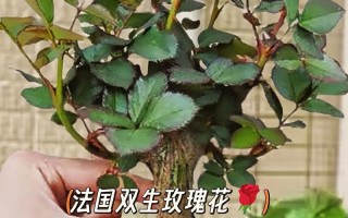 芳香室内盆栽植物养护知识（芳香绿植）