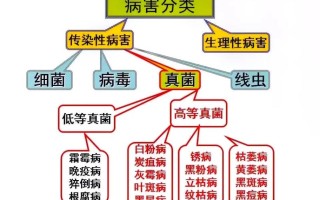 病虫害与植物的关系（病虫害与植物的关系图）