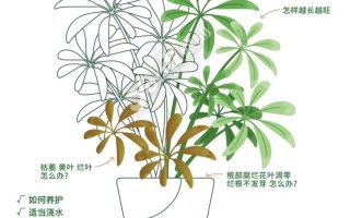 东北鸭脚木绿植养护（鸭脚木在北方能过冬吗?）