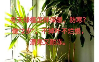 冬季地栽绿植怎么养护好（地栽冬季开花的植物）