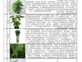 百科知识植物棉花（棉花 植物百科图）