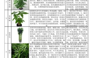 百科知识植物棉花（棉花 植物百科图）