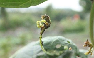 大豆蚜与植物的关系是什么（大豆蚜和花生蚜）