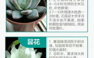 大型植物养护知识（植物养护大全）