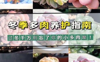 多肉植物大全冬天养护知识（多肉冬天怎么养才能安全过冬）