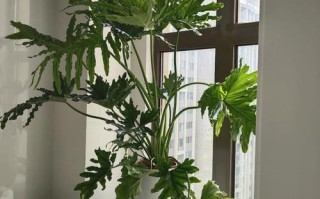 春雨植物盆栽养护知识大全（春雨植物盆栽养护知识大全图片）