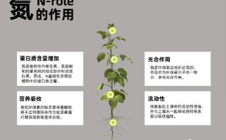 氮与植物叶绿素含量的关系（氮元素与叶绿素合成有关）