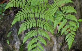 川西常见植物科普知识（川西植物图鉴）