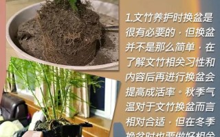 文竹怎么移植（文竹怎样移植）