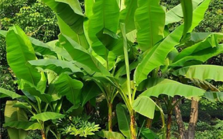 芭蕉树植物科普知识（芭蕉树植物科普知识大全）