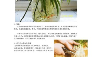 吊兰植物盆栽养护知识（吊兰植物怎么养）