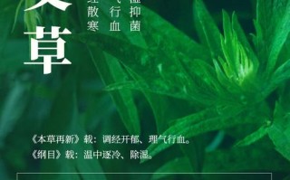 艾草植物科普知识大全集（艾草植物科普知识大全集视频）