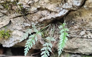 草本植物与蕨类的关系（蕨类植物是草本植物还是木本植物）